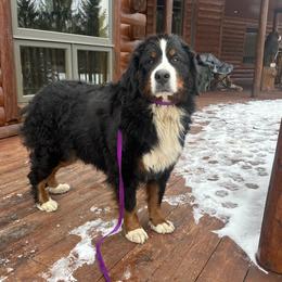 Roxsie - Bernese Mountain Dog