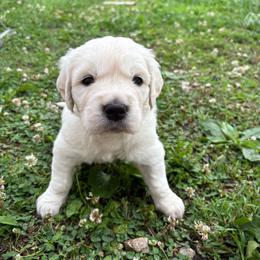 Blue collar - Light golden male Golden Retriever puppy in Barbourville, Kentucky from Home Sweet Home English Goldens