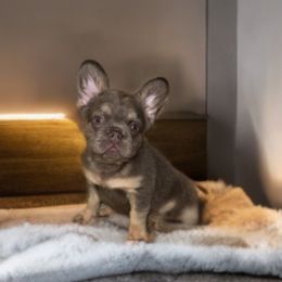 Smokey - Tricolors male French Bulldog puppy in Alexandria, Virginia from Boss Lady Kennel