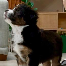 Coco Valentines - Black tri-color male Aussiedoodle puppy in Charlestown, Indiana from Forever Aussies and A Doodle