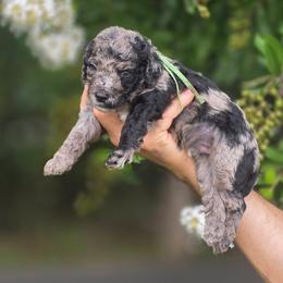 (Green Collar) Katmai - Merle male Goldendoodle puppy in Granite Falls, North Carolina from Carolina Goldendoodles
