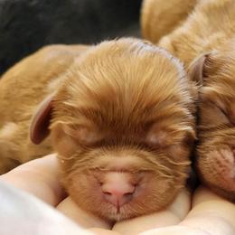 Boy 2 - Ruby male Cavalier King Charles Spaniel puppy in Pennsylvania from Breezy Valley Siberians