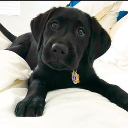 Labrador Retrievers from Love Bug Labs