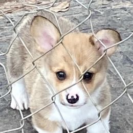 Pembroke Welsh Corgi Puppies from Red Elephant Farms