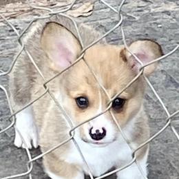 Pembroke Welsh Corgi Puppies from Red Elephant Farms