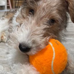 Wire Fox Terriers from Cavcor Foxies