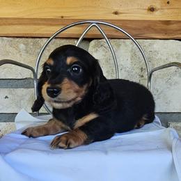 Elvis - Black and tan male Dachshund puppy in Cherry Tree, Oklahoma from Peavine Creek Dachshunds