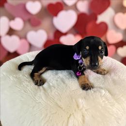 Darla - Black and tan female Dachshund puppy in Alvin, Texas from Cosson's Dachshunds of Alvin