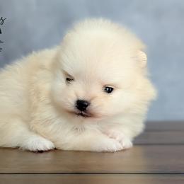 Ivory - Cream female Pomeranian puppy in Fultonville, New York from Sandy Aussies & Pomeranians