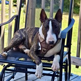 Bull Terrier Puppies from Lynn Hill Bull Terriers