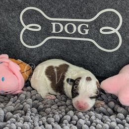 Coton de Tulear Puppies from Gil-VTales