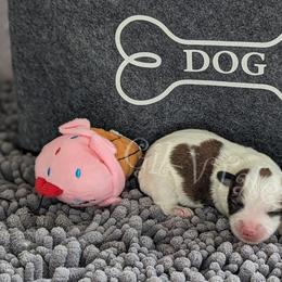 Coton de Tulear Puppies from Gil-VTales