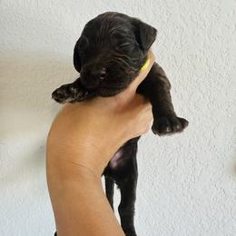 Golden Mountain Doodle Puppies from Olive Grove Doodles