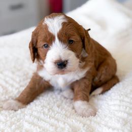 Tucker - Apricot male Goldendoodle puppy in Southeast Arcadia, Florida from Desoto Doodles