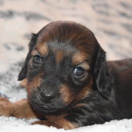 Snickers - Cream male Dachshund puppy in Texas from Sparkles & Spurs Mini Dachshunds
