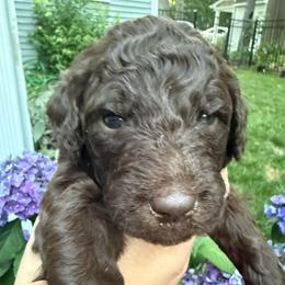 Willow - Chocolate female Labradoodle puppy in Stamford, Connecticut from Doodles of CT