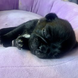 Pug Puppies from The Grumble Pack