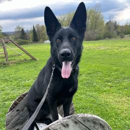 Blair - Black female German Shepherd puppy in Herkimer, New York from Render Kennels