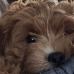 Assorted Doodle Crosses, Cavapoos, and Goldendoodles from Debbie's Puppies