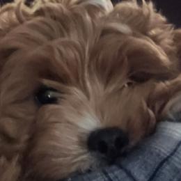 Assorted Doodle Crosses, Cavapoos, and Goldendoodles from Debbie's Puppies