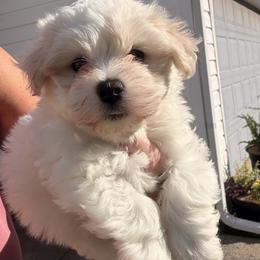 Prince - White male Havanese puppy in Charlotte, North Carolina from Butterfly Havanese