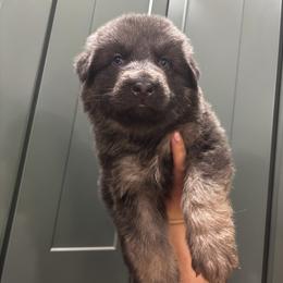 Oliver - Blue male German Shepherd puppy in Watervliet, Michigan from M&M Shepherd Farms