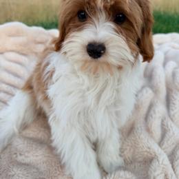 Copper - Blenheim male Cavapoo puppy in Malad City, Idaho from Poppy Meadow Puppies