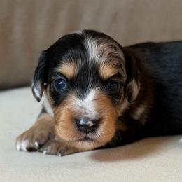Dapple Boy - Dapple male Dachshund puppy in North Branch, Michigan from Doxie View Acres