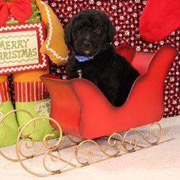 Baguette - Black male Poodle puppy in Peyton, Co, Usa, Colorado from Peyton Poodles