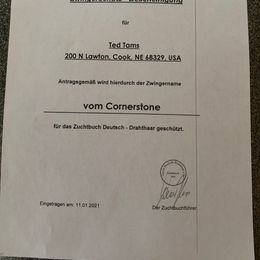 Bruno - Deutsch-Drahthaar