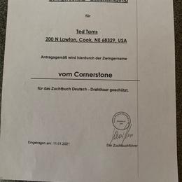 Bruno - Deutsch-Drahthaar