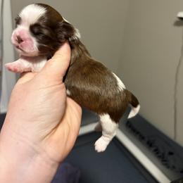 Boy 5 - Liver and white male Shih Tzu puppy in Springfield, Missouri from Lopez Family Tails