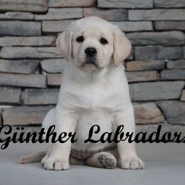 Labrador Retriever Puppies from Günther Labradors