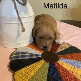 Cockapoo Puppies from Country J Canines