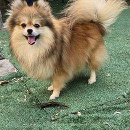 Pomeranian All Grown Up from Poms of The Shire