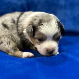 Girl 3 - Blue merle female Toy Australian Shepherd puppy in Lame Deer, Montana from Bar M Toy Aussies