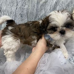 Shih Tzu Puppies from Bay Area Shih Tzu