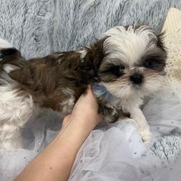 Shih Tzu Puppies from Bay Area Shih Tzu