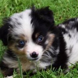 Miniature Australian Shepherds and Toy Australian Shepherds from Blue Meadow Aussies