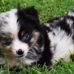Miniature Australian Shepherds and Toy Australian Shepherds from Blue Meadow Aussies