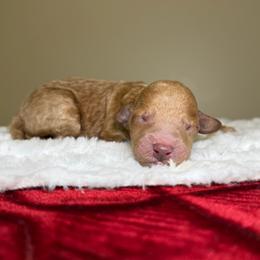 Rusty - Apricot male Goldendoodle puppy in Woodburn, Indiana from Lengachers Cuddly Doods
