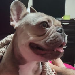 French Bulldogs from My Beloved Frenchies