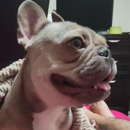 French Bulldogs from My Beloved Frenchies
