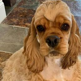 Cocker Spaniels from Starlight's American Cockers