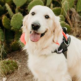 Golden Retrievers from Sandia Golden Creams