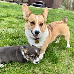 American Corgi Puppies from Patriot American Corgi