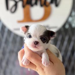 Cora - Blue and white female Chihuahua puppy in Harrison, Michigan from Cloud9 Chihuahuas