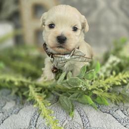 Baylor - Gold male Shihpoo puppy in Hartville, Missouri from Petty Paws