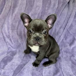 Big Mac - Blue female French Bulldog puppy in Miami, Florida from Kehaulani's French Bulldogs