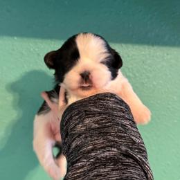 Dionysus - Black and white male Shih Tzu puppy in Stroud, Oklahoma from Laik’s Little Shihtz & Poms